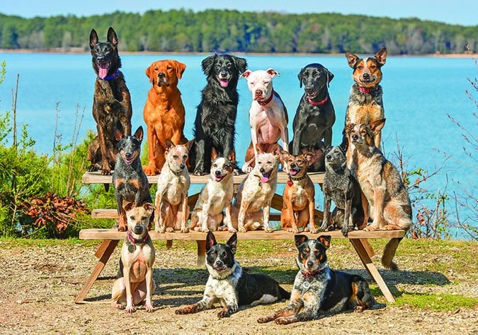 We’re All Mutts in This Kennel