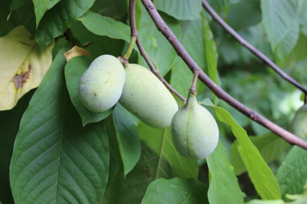 The Paw Paw Patch